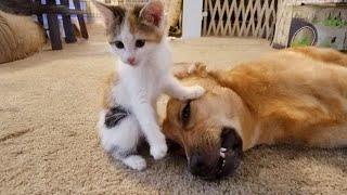 When dog and cat have become best friends ️