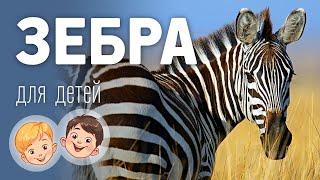 Зебра. Видео про животных для детей 3+