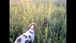 Ginger my Epagneul Breton, hunting in Romania