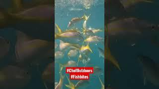 Hand Feeding Snapper #FishBites #chefoutdoors #fishing #diving #florida #fishfrenzycrew #Danco