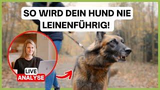 Leinenführigkeit: Diesen Fehler machen viele Hundebesitzer