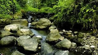 Calm Mountain River Flow Asmr Relaxing Sounds For Sleeping Soft Sounds Tropical Forest Stream Sounds