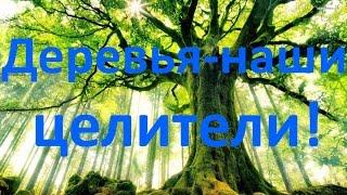 Деревья - доноры и вампиры. Роман Головин о накоплении биоэнергии