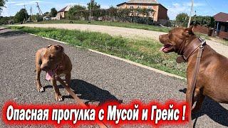 Опасная прогулка с Мусой и социализация щенка питбуля Грейс ! Встретилась дворняжка...