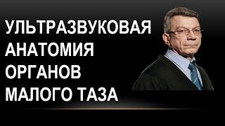 Ультразвуковая анатомия органов малого таза у женщин