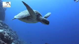Kuredu Island Resort & Spa - Presented by Maldives Travel Wizard