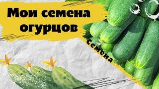 Мои будущие огурчики. Семена партенокарпических и пчелоопыляемых огурцов.