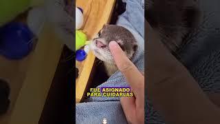 Heartbroken Otter #animals #Friendship #Us#Otter