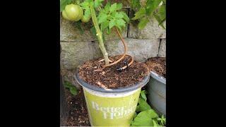 Watering Potted plants with Rain drip irrigation