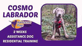 Cosmo the Labrador - 2 Weeks Assistance Dog Residential Training