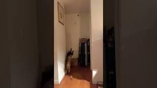Hoppy Hallway Short - Air Julius Mini leap in hallway #cat #catjump #cathumor #adorablecats #catleap
