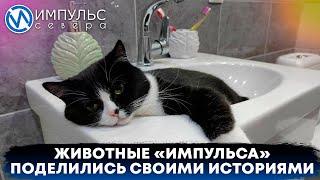 Коты сотрудников «Импульс Севера» рассказали свои истории спасения