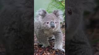 A koala WALKING? 