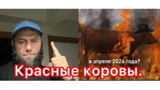 ‼️КРАСНЫЕ КОРОВЫ ИЗРАИЛЯ‼️#утродагестан #газа #палестина #новости #мусульмане #ислам