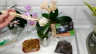 Пересаживаю орхидею каттлею (Cattleya), отвечаю на вопросы (часть 1)