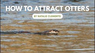 How to attract an otter to your woodland