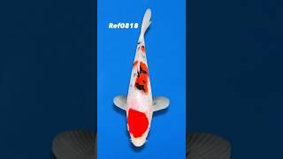 Variety: Showa Breeder: Oofuchi Size: 20cm Ref0818 #koi #koifish #showa #fish