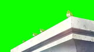 ПТИЦЫ СИДЯТ НА КРЫШЕ ФУТАЖ / BIRD on GREEN SCREEN