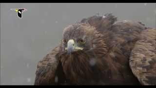 Golden Eagle Flying Through Snow