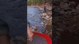GOLD MINING IDAHO #GOLDMINING #SLUICEBOX #GOLD #IDAHO