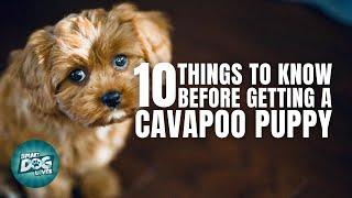 Cavapoo Puppies | Things You Should Know Before Getting a Cavapoo Puppy