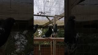 Indian pigeons. Indian kabotar. Shirali. Birmingham.Uk.