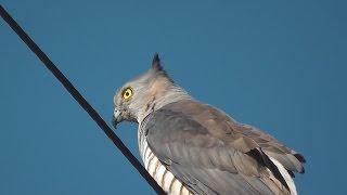 Pacific Baza  (Aviceda subcristata) HD Video Clip 1/1