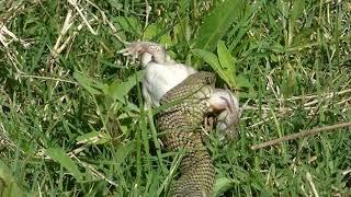 Culebra del Pastizal (Philodryas patagoniensis) alimentándose - 26/11/2019