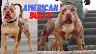 American Bully: Unveiling the Beauty and Myths