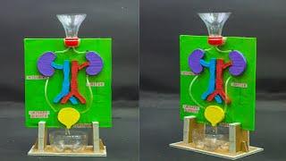 School Science Projects | Kidney Working Model