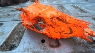 diy deer skull euro mount (easy and cheap)