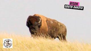 South Dakota Bison Hunt