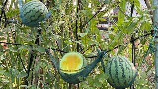 Yellow Watermelon Growing in Pot - From Seeds to Harvest - How to Grow Watermelon at Home Garden