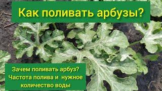 Как поливать арбуз / Полив арбузов в открытом грунте /Для чего поливать арбуз/Сколько поливать арбуз