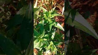 SafflowerPlant .#shortvideo #shorts #garden #short #safflower #plants #satisfying #gardenplants #4k