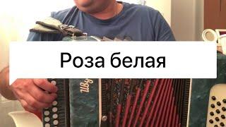 Роза белая РАЗБОР без цифр!