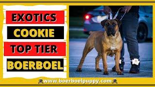 Exotic Boerboel Breeders Cookie