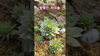 평행선 바위솔 진짜 너밖에 모른다. #용설 #바위솔농원