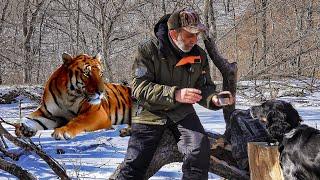 Celebrate the New Year with a New Secure Smartphone. Hiking to the taiga to see the Amur tigers.