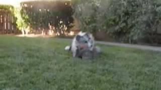 July 3-Blue Merle Sheltie and Yorkie play.mov