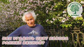 Как узнать цвет яблока ранней весной?