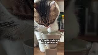 It Starts with a Slow Blink… Then the Cat Takeover Begins  #cat #catlife