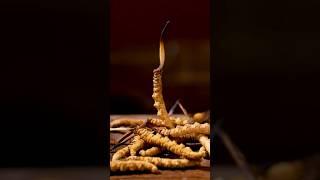 The Hunt for Himalayan and Tibet Gold - caterpillar fungus #catepillar #shorts
