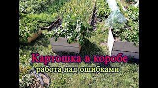 Картофель в коробе.  Работа над ошибками