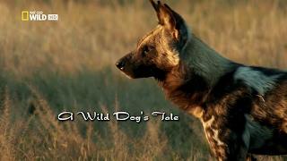 История одной гиеновой собаки - A wild dog's tale(Nat Geo Wild)