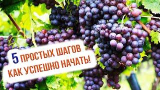 Инструкция как начать посадку винограда от Анатолия Сидоровича. Выращивание винограда для начинающих