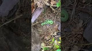 Bright Green Snake Sleeping Under Rock!