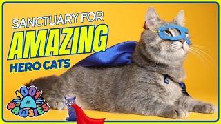 Explore Our Amazing Cat Sanctuary