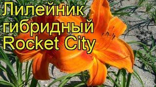 Лилейник гибридный Рокет Сити. Краткий обзор, описание hemerocallis hybrida Rocket City