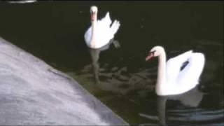 dog vs swans.avi